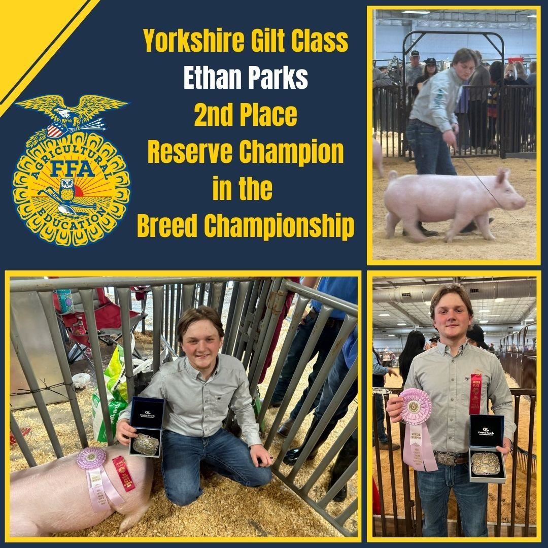 Yorkshire Gilt Class Ethan Parks 2nd Place Reserve Champion in Breed Championship